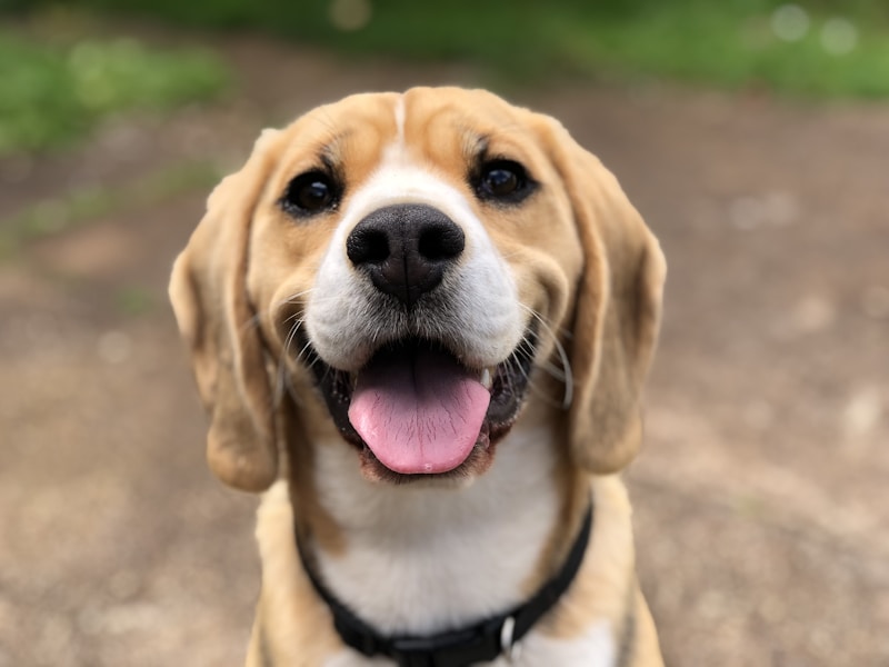 Perrito feliz listo para ser atendido