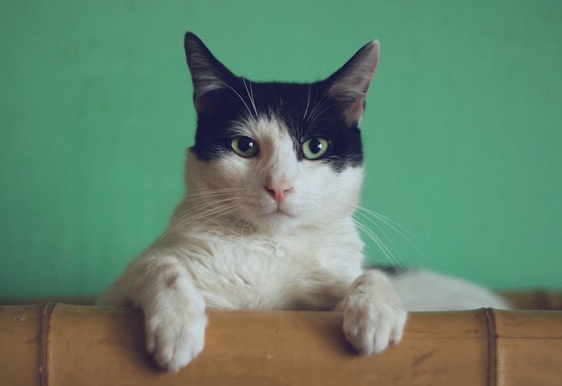 Gatito naranja en paz
