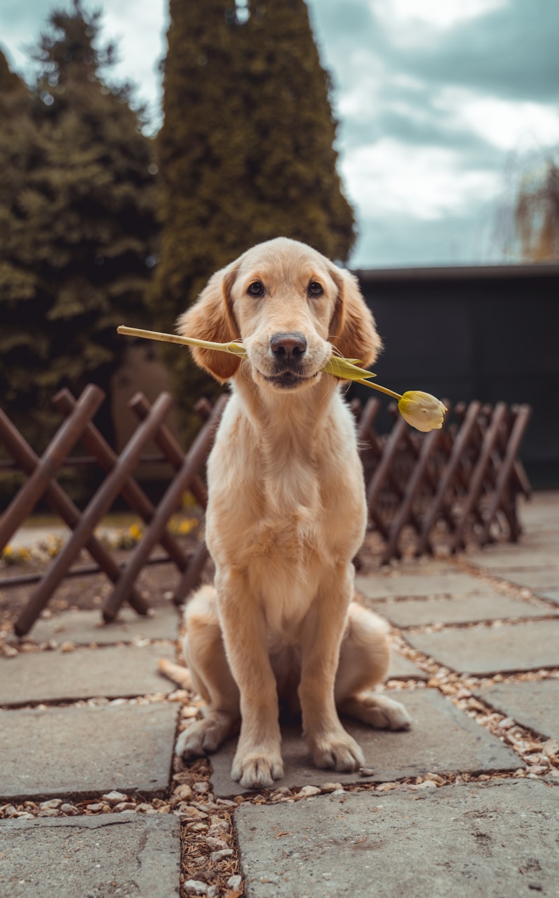 Paciente Golden Retriever feliz